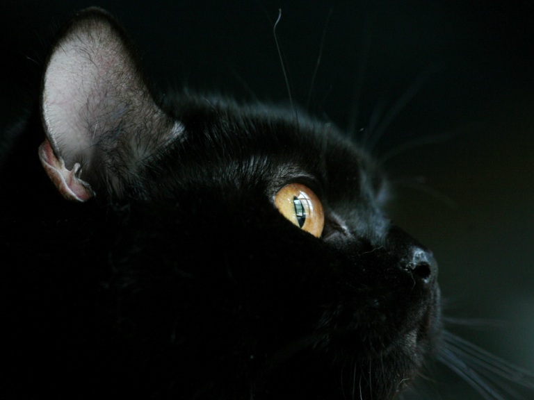ฮาโลวีนแมวดำ